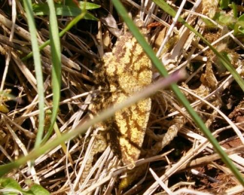 Ematurga atomaria
