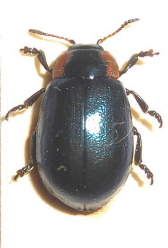 Chrysomela collaris