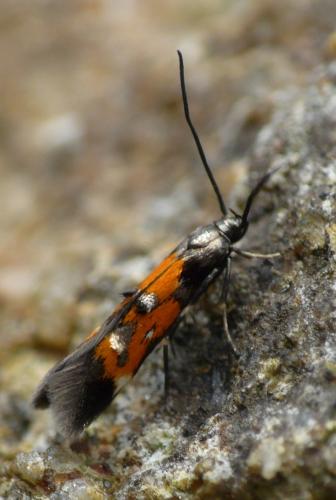 Mompha locupletella