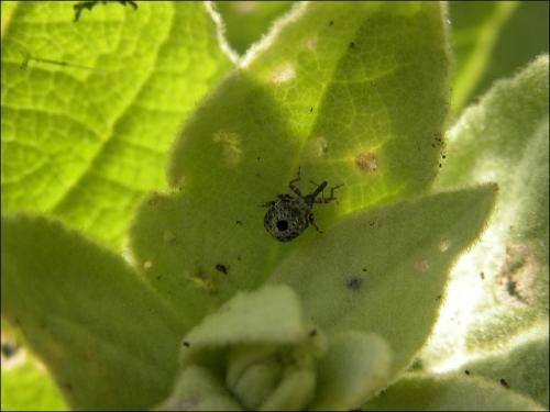 Réf. 31 397 : Cionus sp.