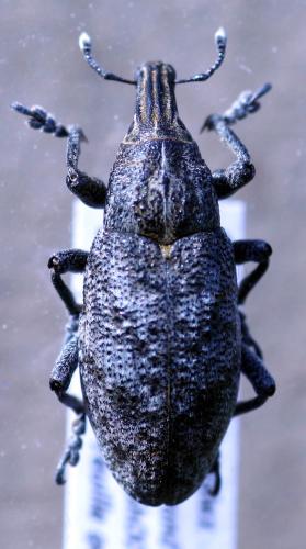 Réf. 31 425 : Cleonis pigra