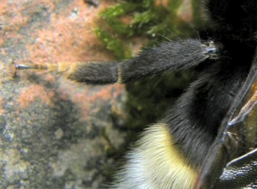 Réf. 31 456 : Bombus vestalis