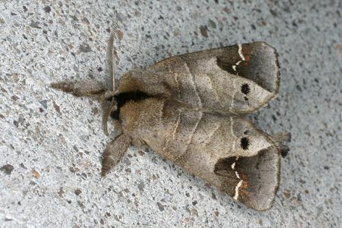 Réf. 31 709 : Clostera anachoreta