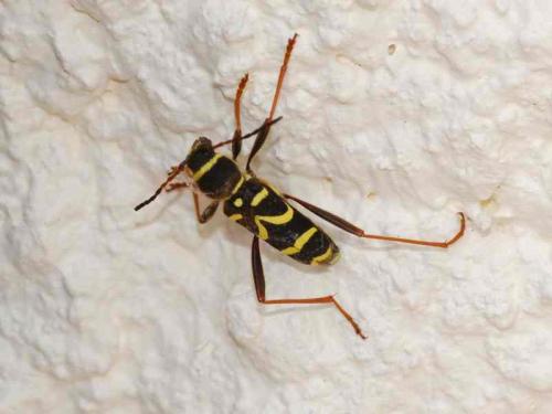 Réf. 31 503 : Clytus arietis
