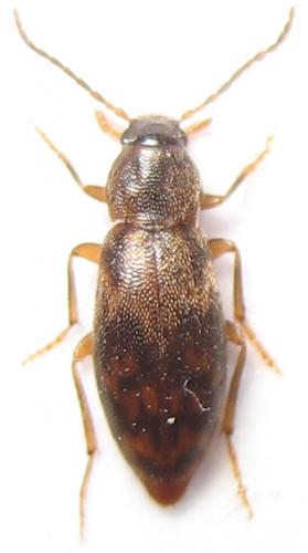 Réf. 31 376 : Marolia variegata