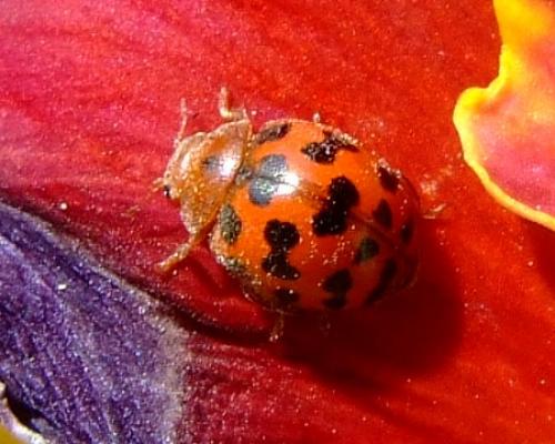Réf. 31 192 : Subcoccinella vigintiquatuorpunctata