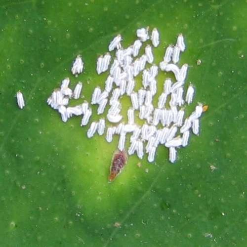 Unaspis yanonensis