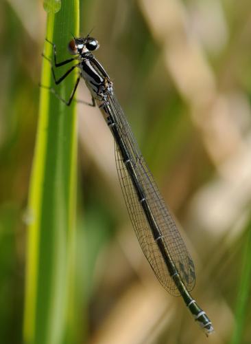 Coenagrion puella