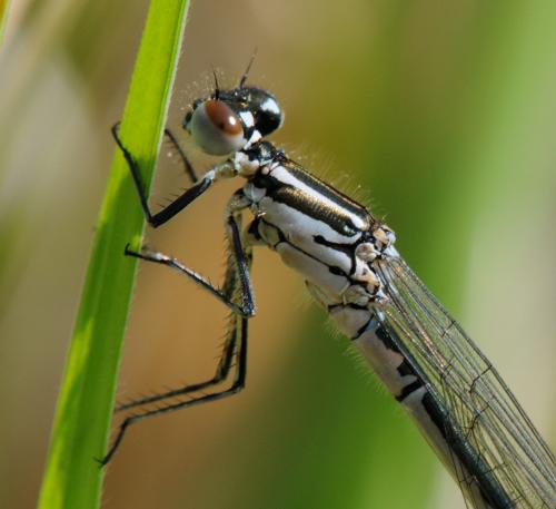 Coenagrion puella