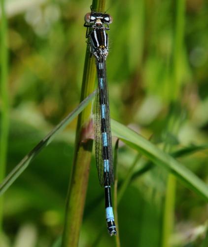 Coenagrion mercuriale