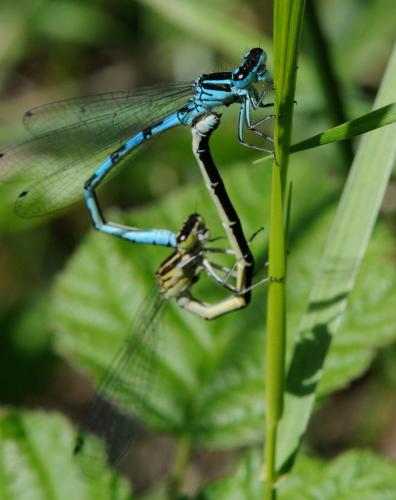 Coenagrion mercuriale