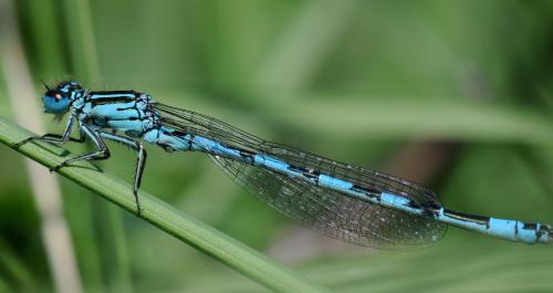 Coenagrion mercuriale