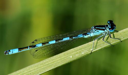 Coenagrion mercuriale