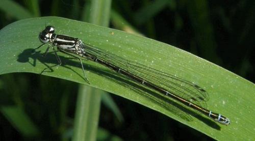 Coenagrion puella