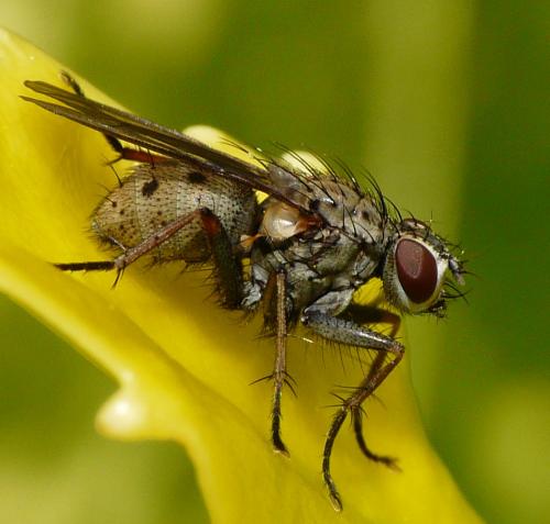 Coenosia tigrina