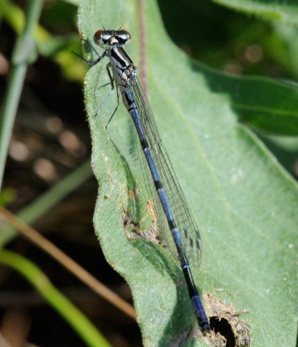 Coenagrion puella