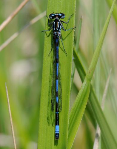 Coenagrion pulchellum