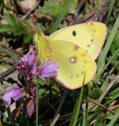 Colias sp.