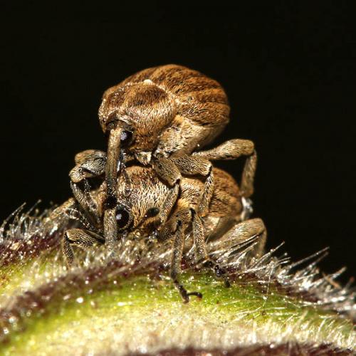 Sibinia pellucens