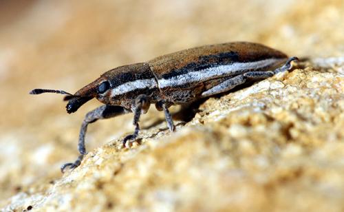 Lixus albomarginatus
