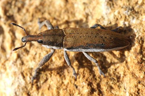 Lixus albomarginatus