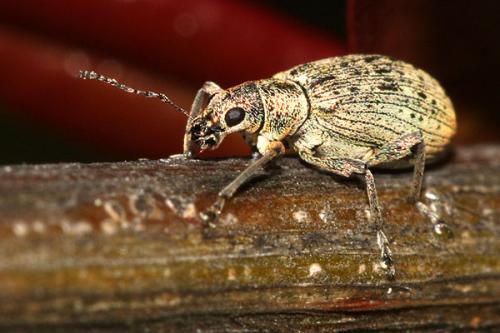 Réf. 31 373 : Polydrusus cervinus