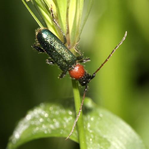 Certallum ebulinum
