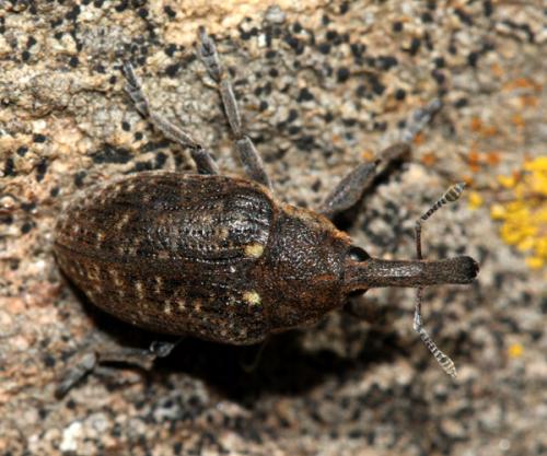 Réf. 31 848 : Larinus sturnus