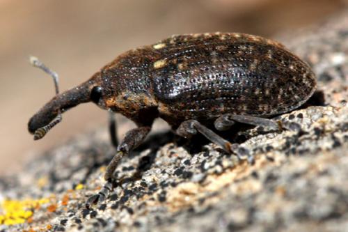 Réf. 31 849 : Larinus sturnus