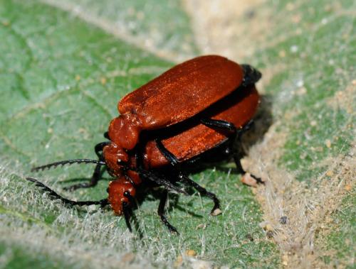 Réf. 31 090 : Pyrochroa serraticornis