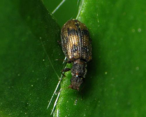 Réf. 31 158 : Cartodere bifasciata
