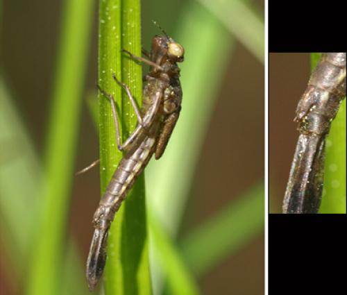 Pyrrhosoma nymphula