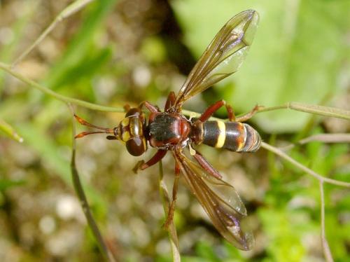 Conops vesicularis