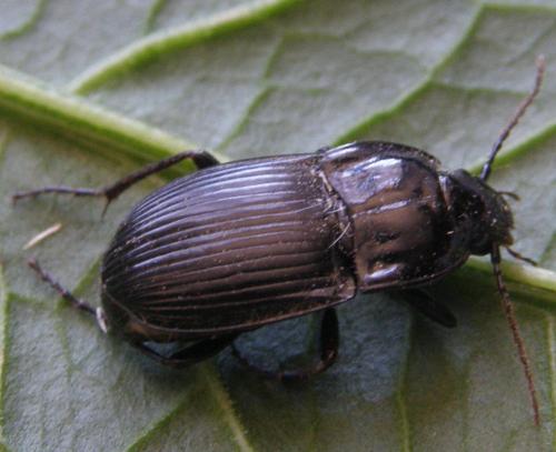 Abax ovalis