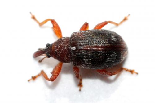 Anthonomus sp.