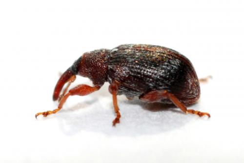 Anthonomus sp.