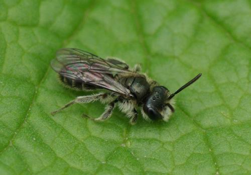 Andrena viridescens