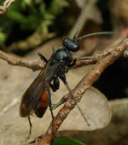 Priocnemis sp.