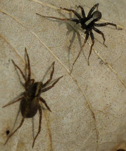 Pardosa sp.