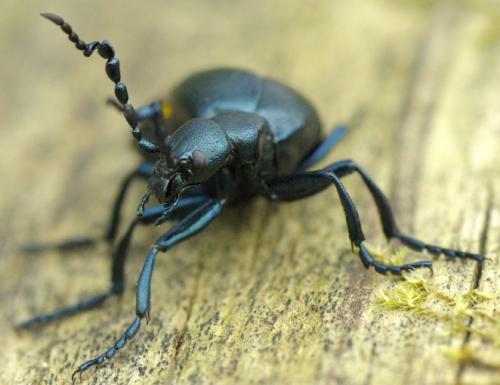 Meloe violaceus