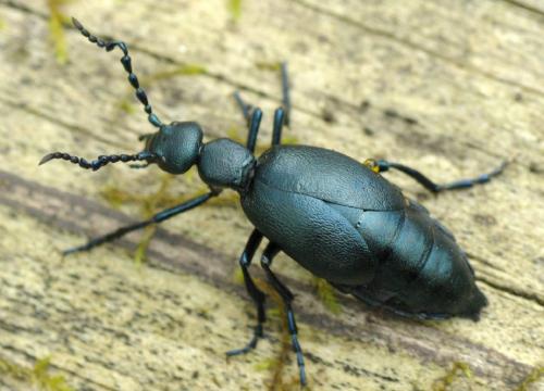 Réf. 31 183 : Meloe violaceus