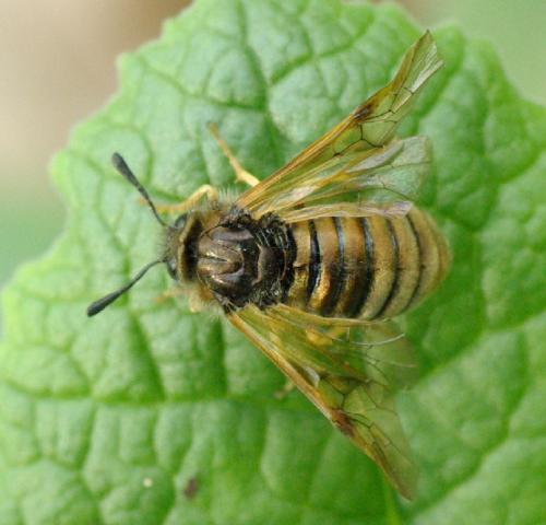 Abia sp.