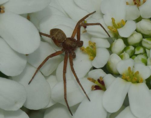 Philodromus sp.