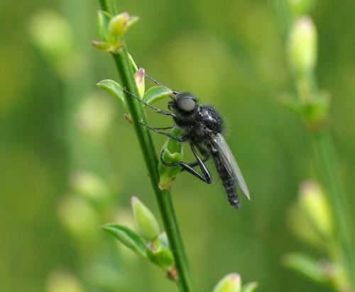 Bibio sp.