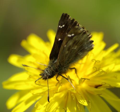 Carcharodus alceae