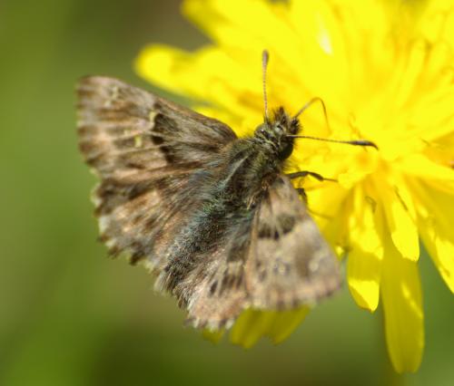 Réf. 31 726 : Carcharodus alceae