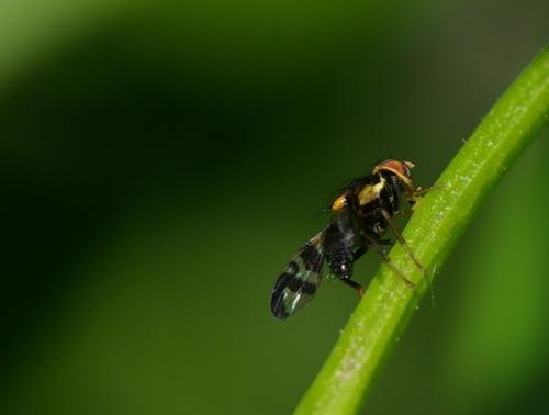 Rhagoletis cerasi