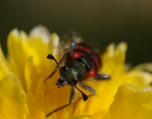 Réf. 31 363 : Trichodes alvearius