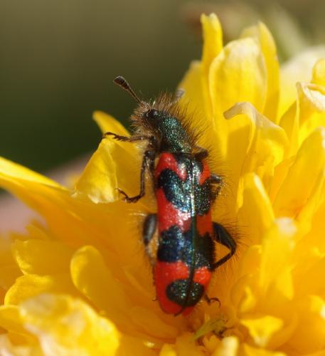Réf. 31 365 : Trichodes alvearius