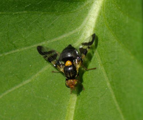 Rhagoletis cerasi